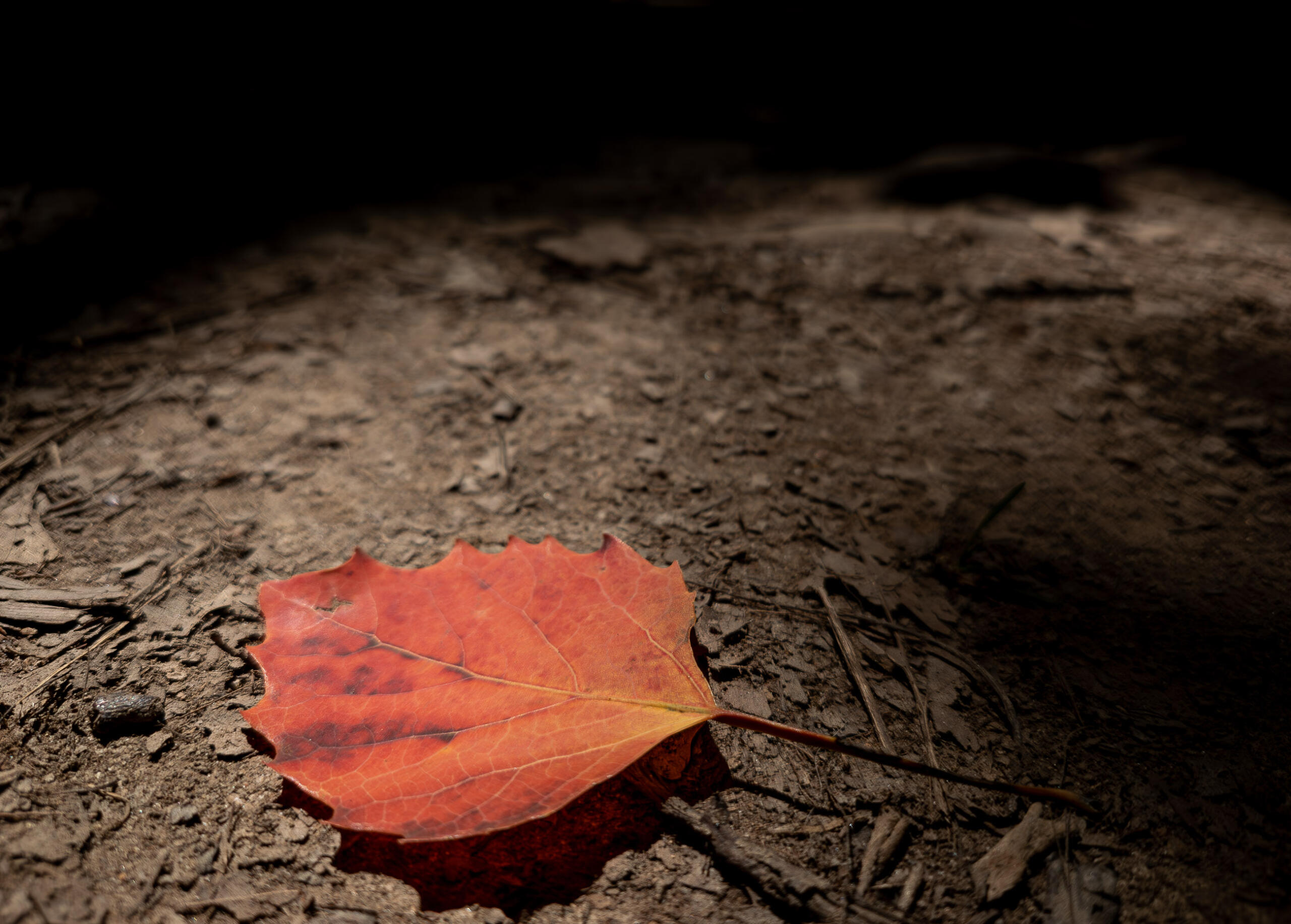 Orange leaf on a dirt path