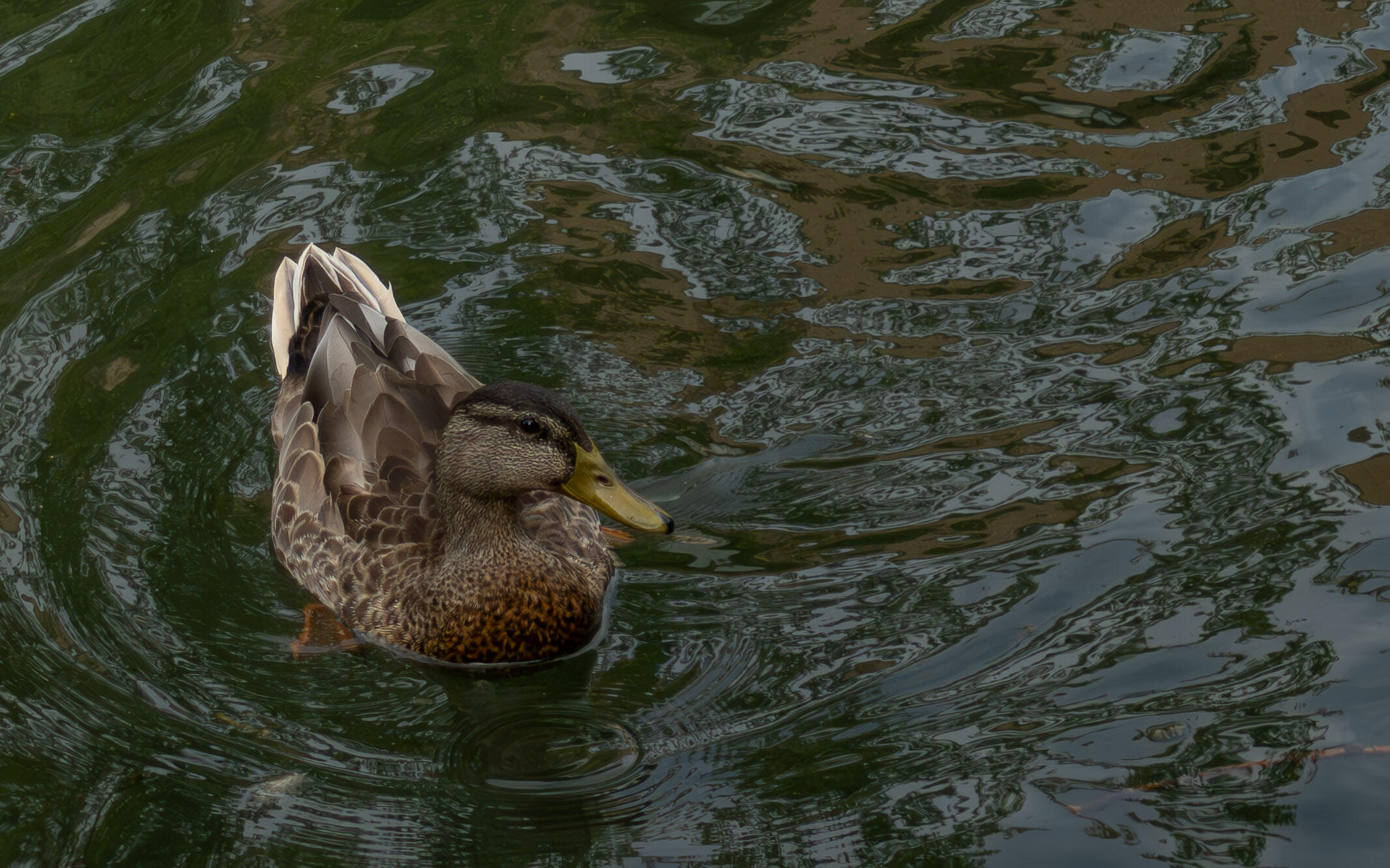 Duck on a calm river