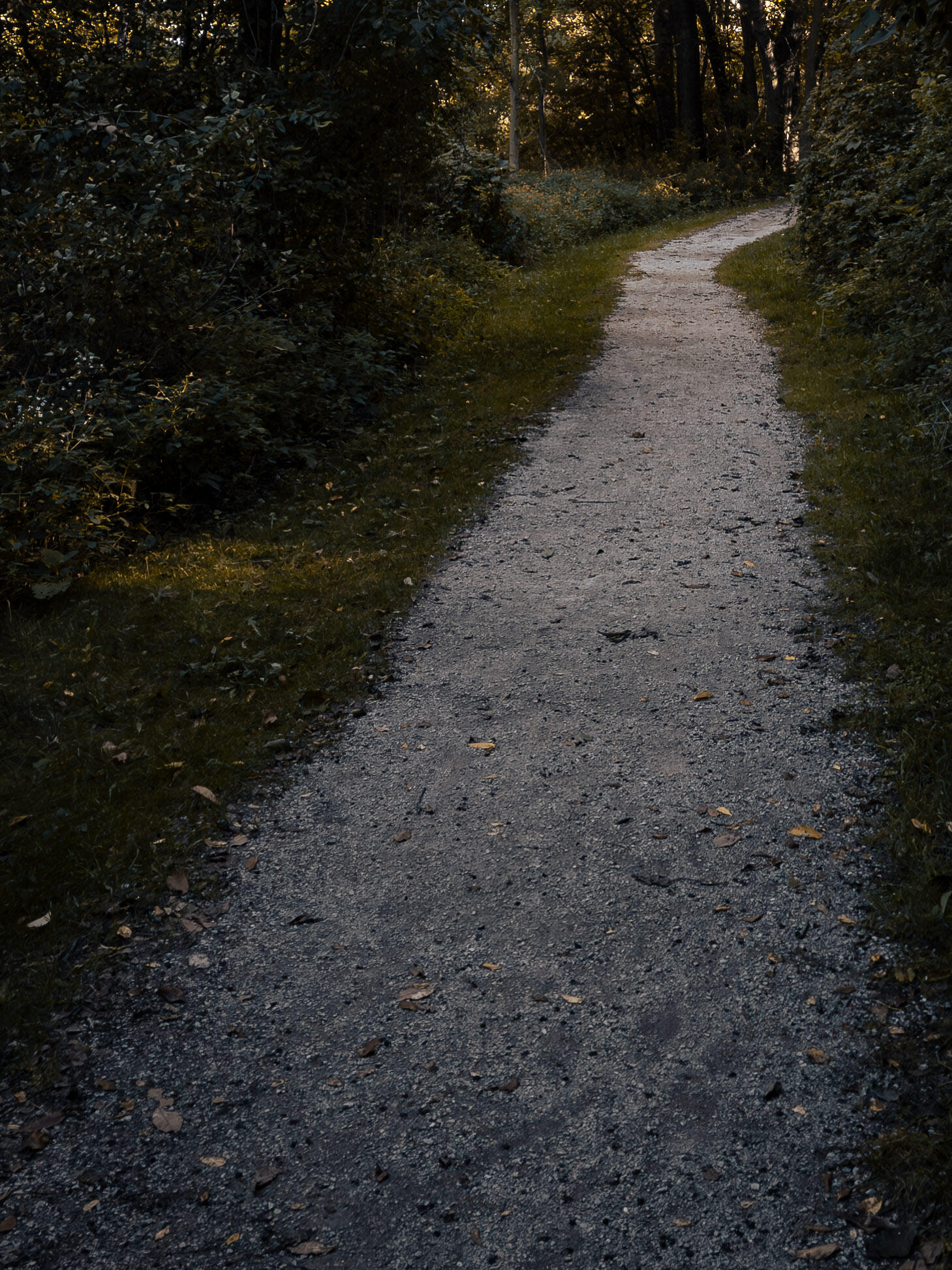 Dirt path surrounded by greenery