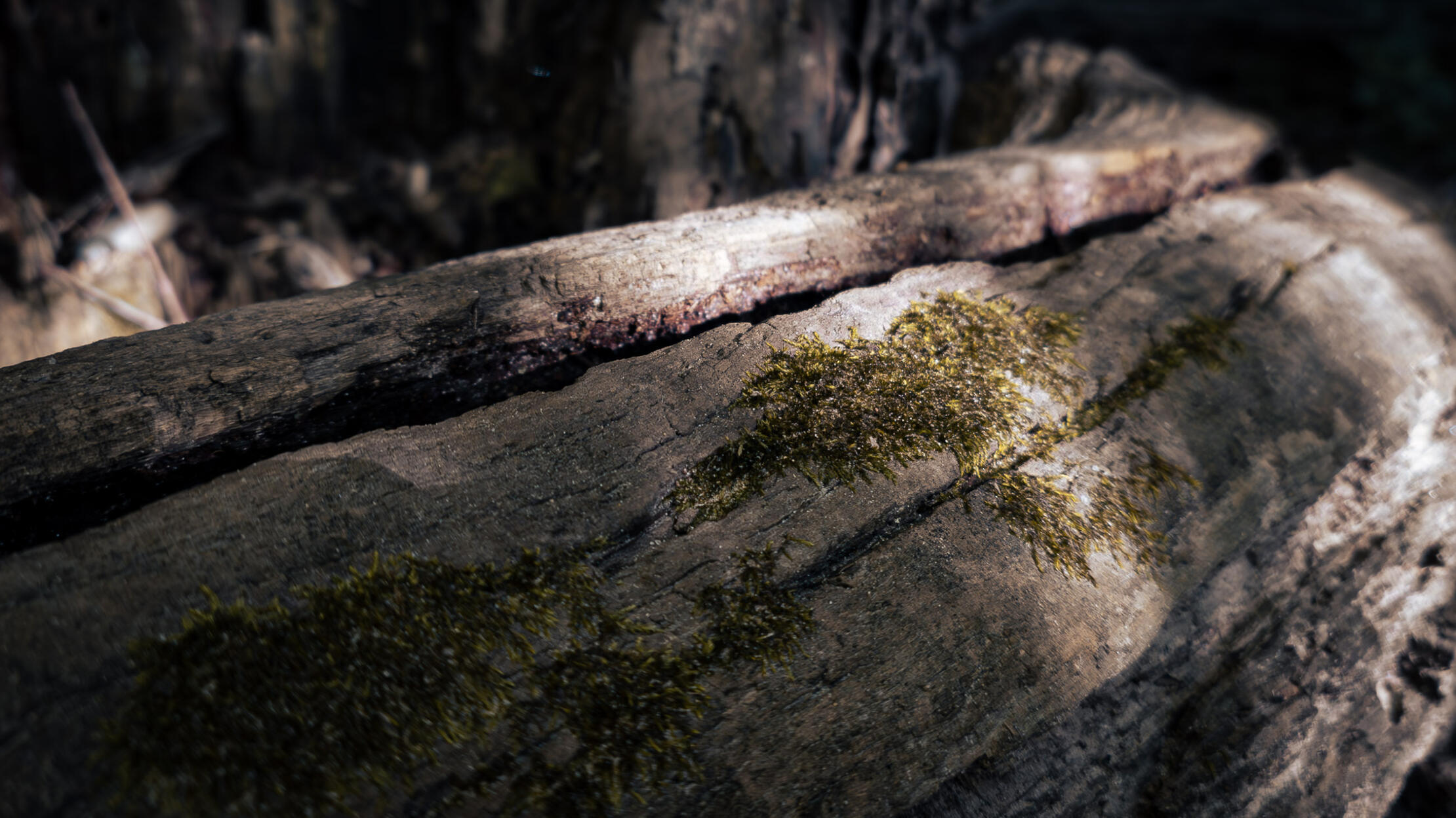 Moss growing on a fallen tree